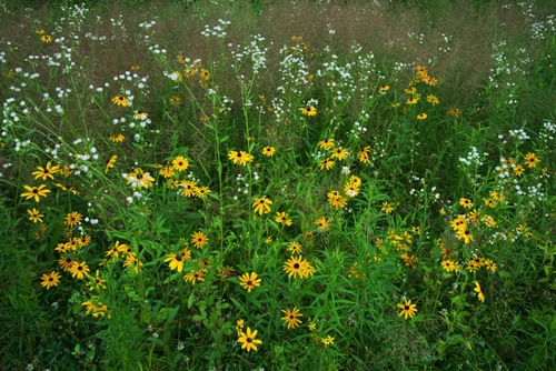\Wildflowers, Delaware Water Gap National Recreation Area (8320 SA).jpg \Wildflowers, Delaware Water Gap National Recreation Area (8320 SA).jpg